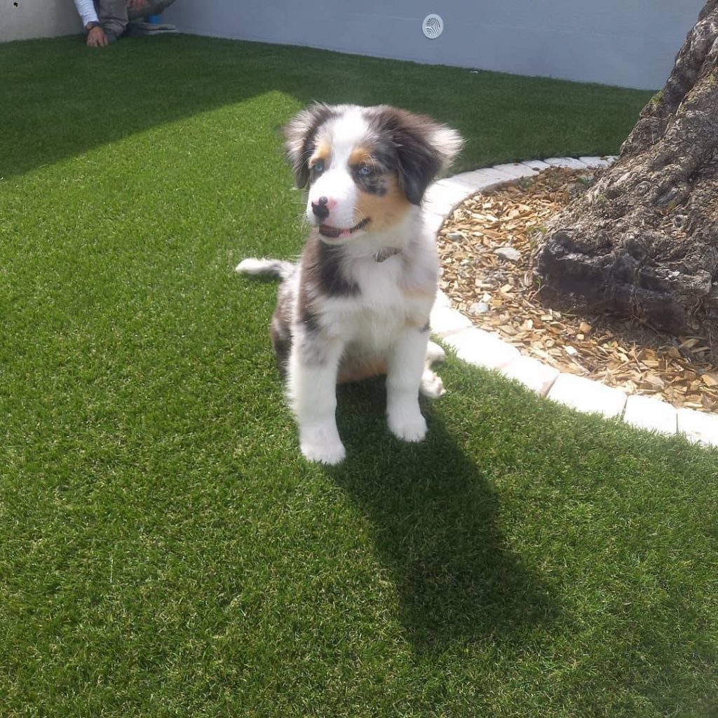 chien gazon synthétique