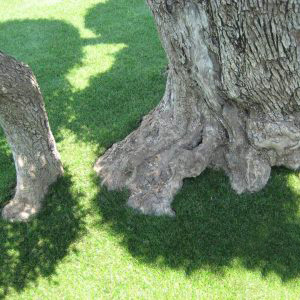 Pelouse synthétique avec ou sans remplissage